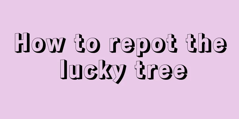 How to repot the lucky tree