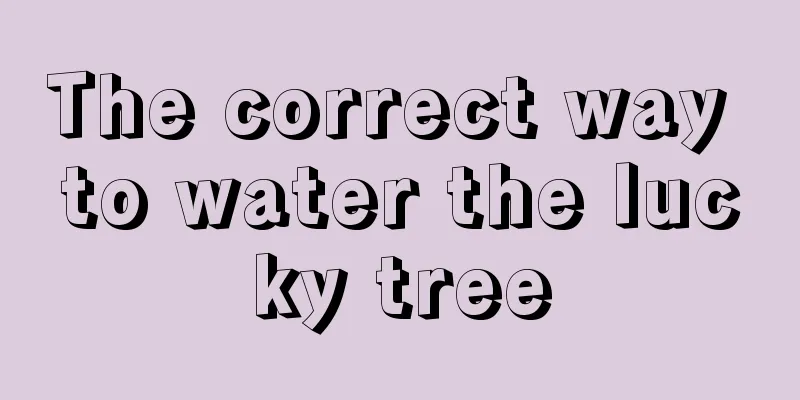 The correct way to water the lucky tree