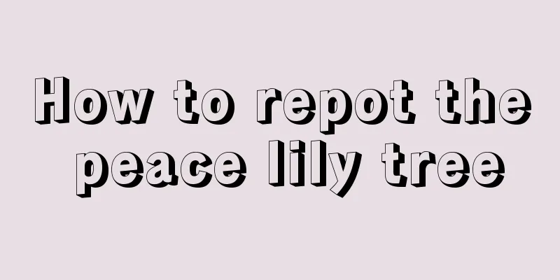 How to repot the peace lily tree