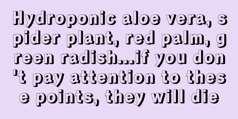 Hydroponic aloe vera, spider plant, red palm, green radish...if you don't pay attention to these points, they will die