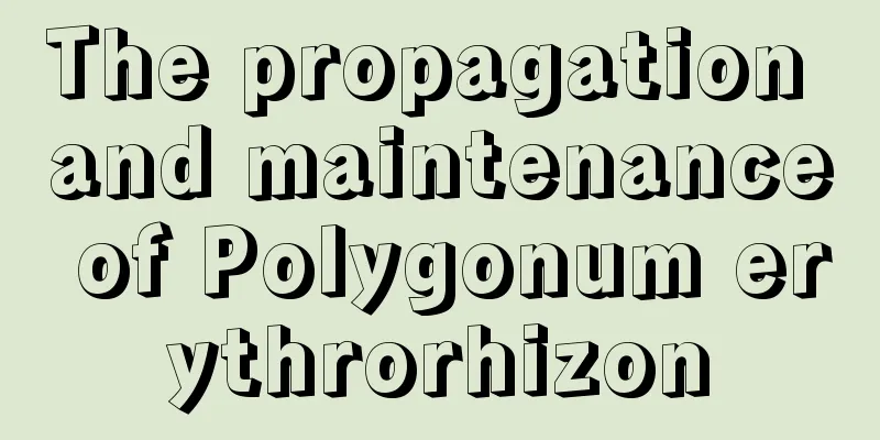 The propagation and maintenance of Polygonum erythrorhizon