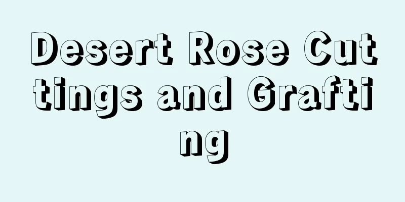 Desert Rose Cuttings and Grafting