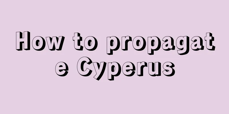 How to propagate Cyperus