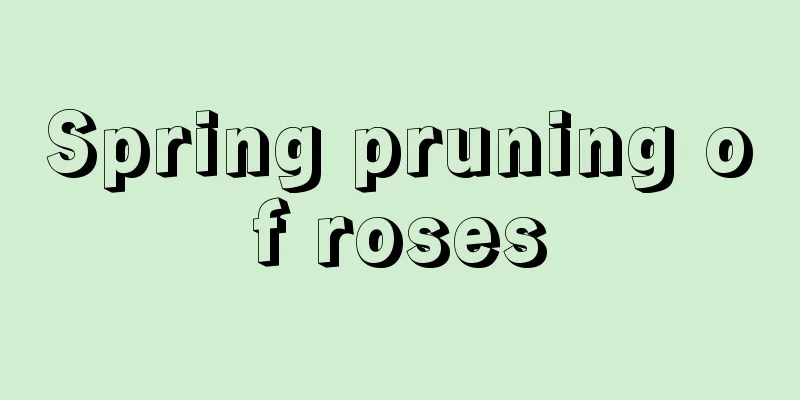 Spring pruning of roses