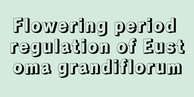 Flowering period regulation of Eustoma grandiflorum
