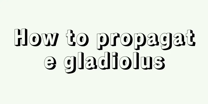 How to propagate gladiolus