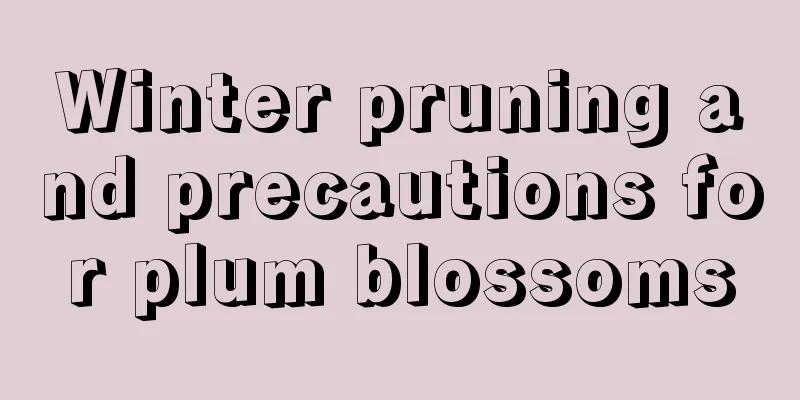 Winter pruning and precautions for plum blossoms