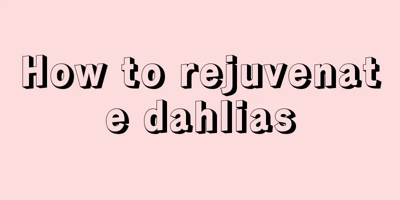 How to rejuvenate dahlias