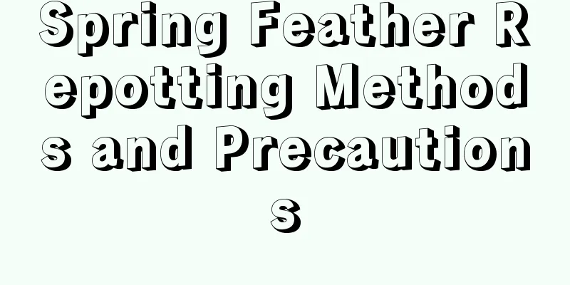 Spring Feather Repotting Methods and Precautions