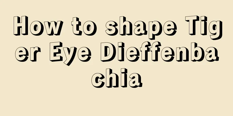 How to shape Tiger Eye Dieffenbachia