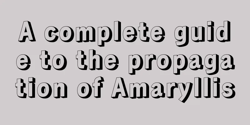 A complete guide to the propagation of Amaryllis