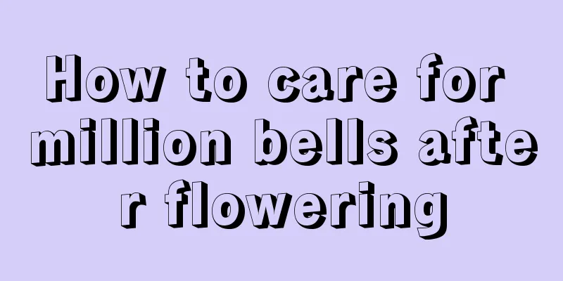 How to care for million bells after flowering