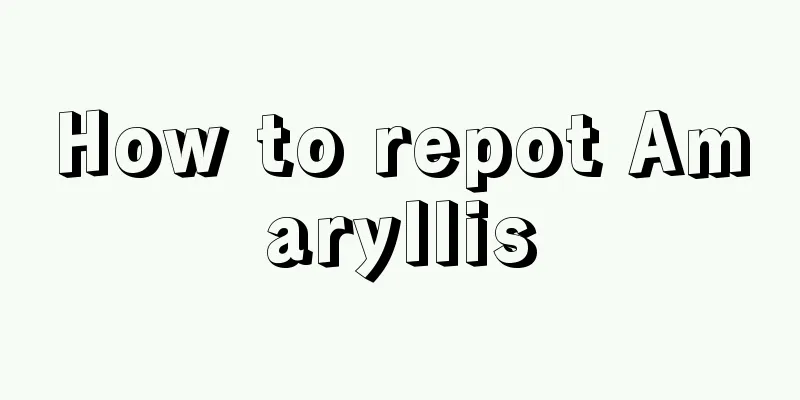 How to repot Amaryllis