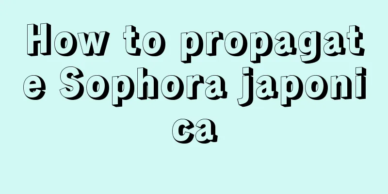 How to propagate Sophora japonica