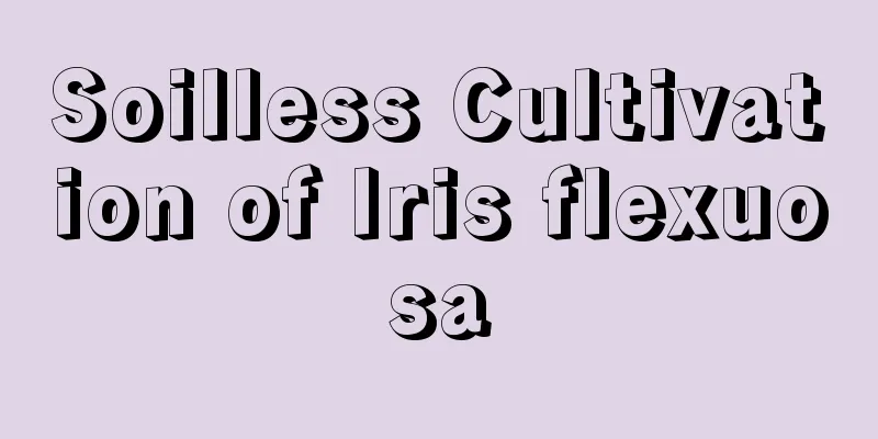 Soilless Cultivation of Iris flexuosa