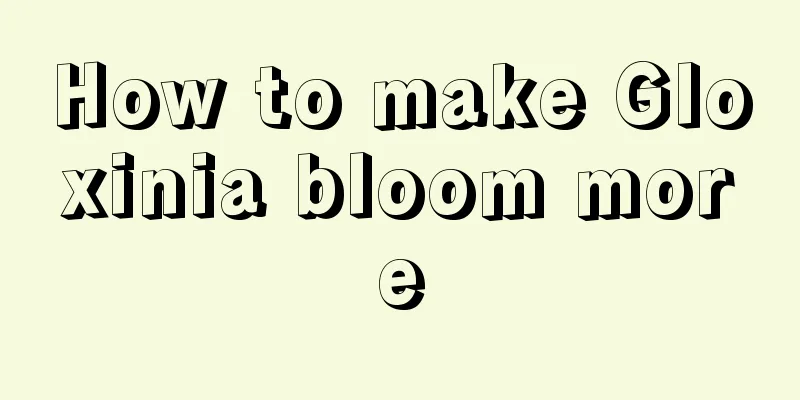 How to make Gloxinia bloom more