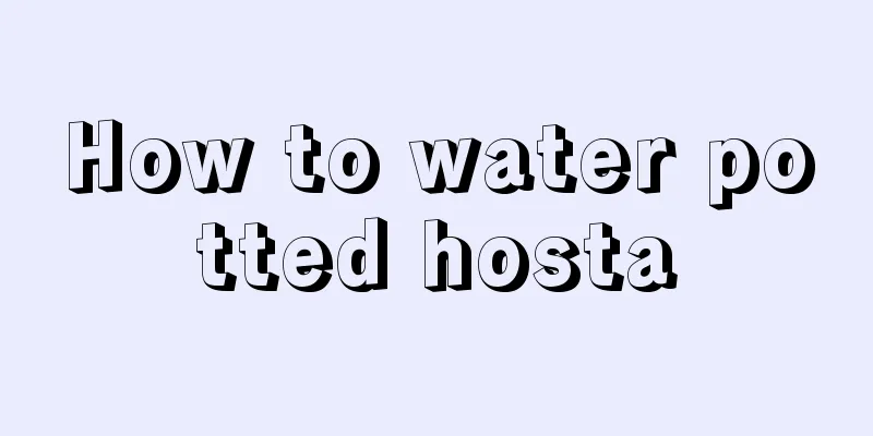 How to water potted hosta