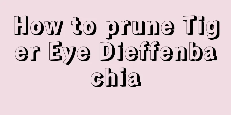 How to prune Tiger Eye Dieffenbachia