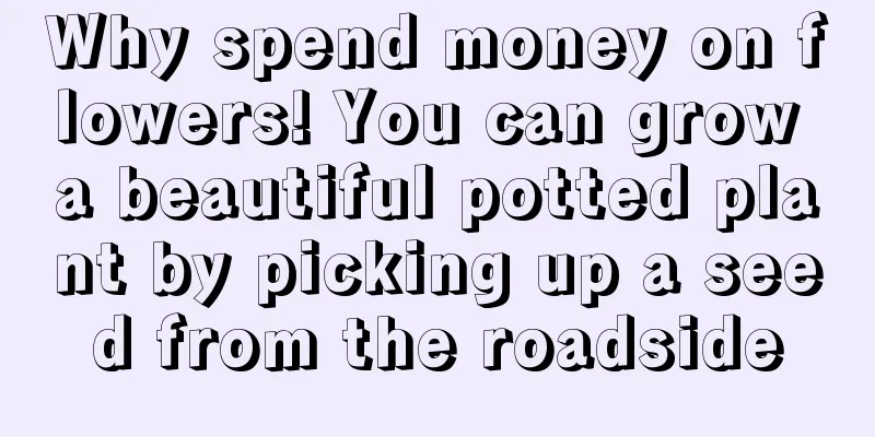 Why spend money on flowers! You can grow a beautiful potted plant by picking up a seed from the roadside