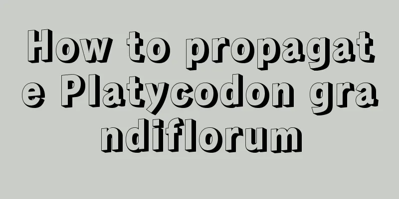 How to propagate Platycodon grandiflorum