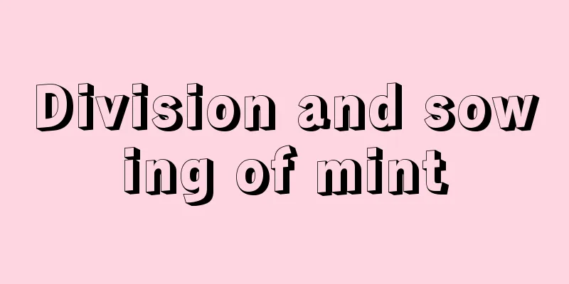 Division and sowing of mint