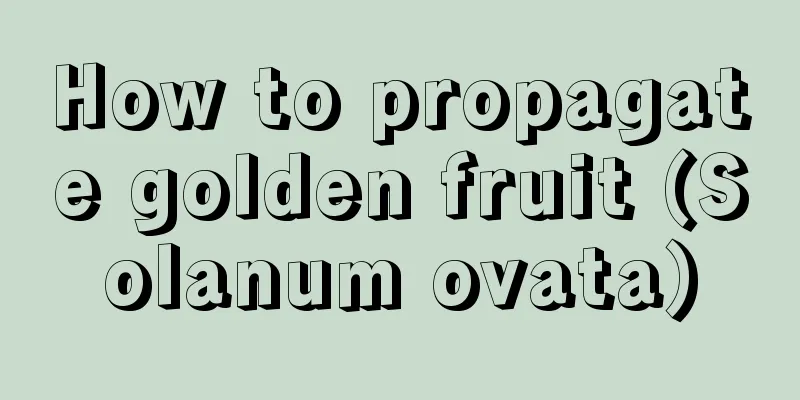 How to propagate golden fruit (Solanum ovata)