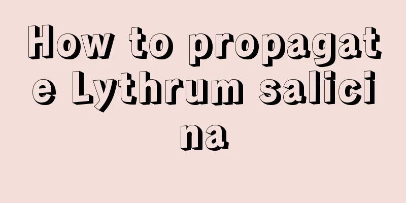 How to propagate Lythrum salicina