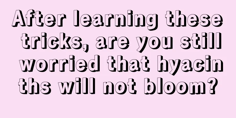 After learning these tricks, are you still worried that hyacinths will not bloom?