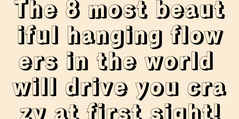 The 8 most beautiful hanging flowers in the world will drive you crazy at first sight!