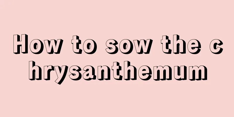 How to sow the chrysanthemum