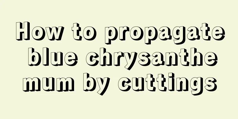 How to propagate blue chrysanthemum by cuttings