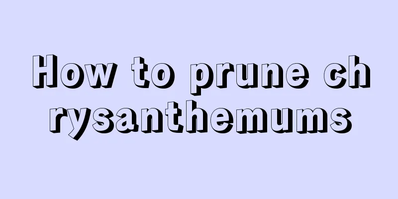 How to prune chrysanthemums