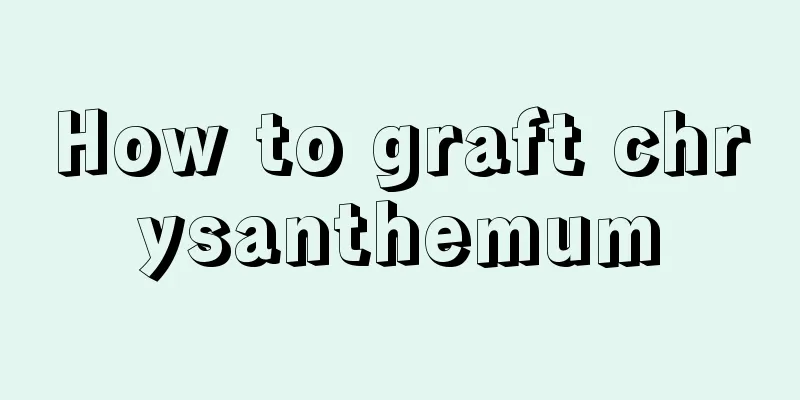 How to graft chrysanthemum