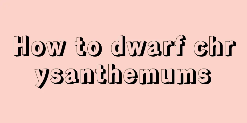 How to dwarf chrysanthemums