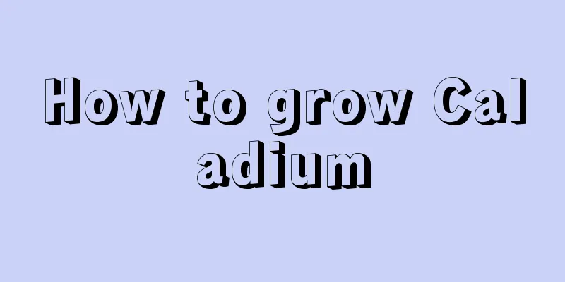 How to grow Caladium