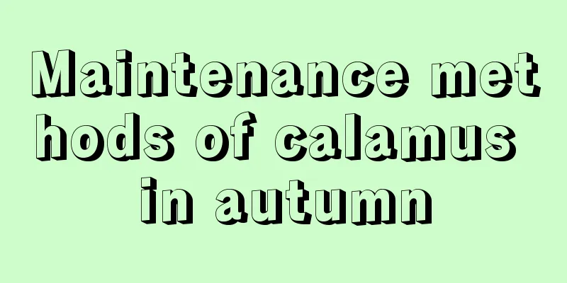 Maintenance methods of calamus in autumn