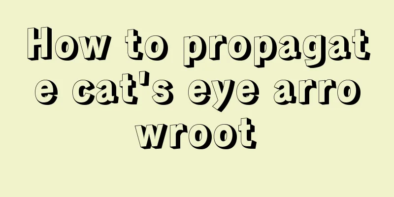 How to propagate cat's eye arrowroot