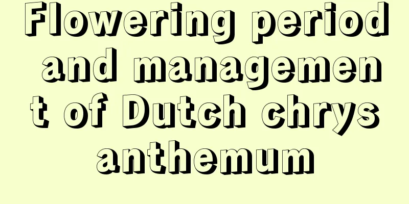 Flowering period and management of Dutch chrysanthemum