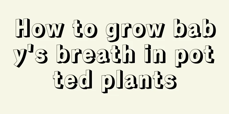 How to grow baby's breath in potted plants