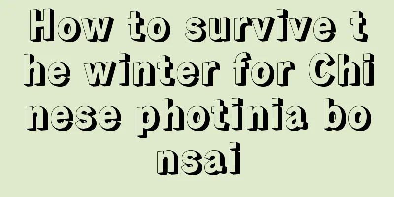 How to survive the winter for Chinese photinia bonsai