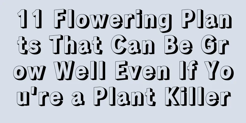 11 Flowering Plants That Can Be Grow Well Even If You're a Plant Killer