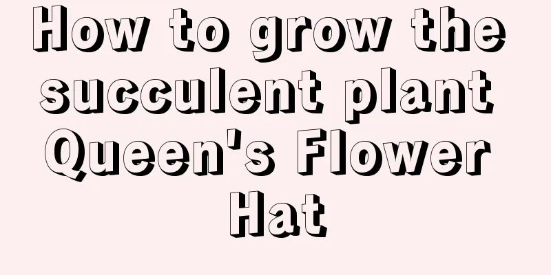 How to grow the succulent plant Queen's Flower Hat