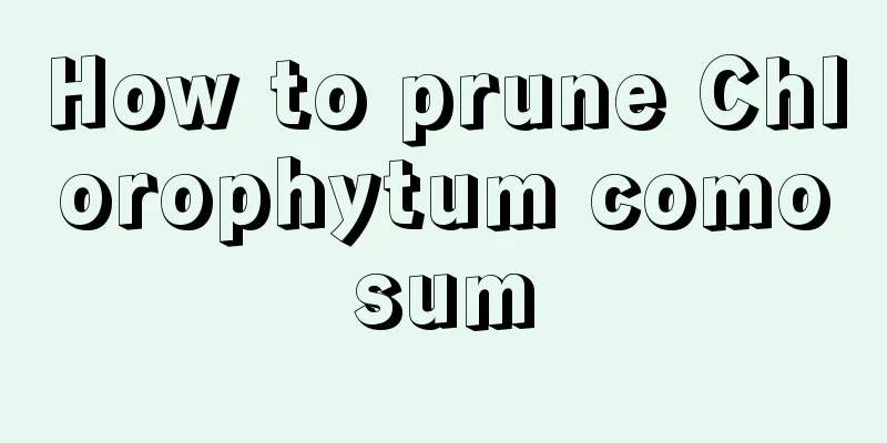 How to prune Chlorophytum comosum