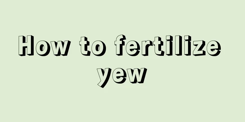 How to fertilize yew