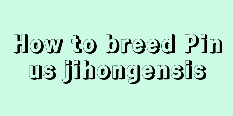 How to breed Pinus jihongensis