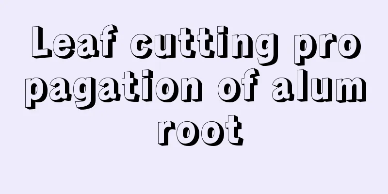 Leaf cutting propagation of alum root