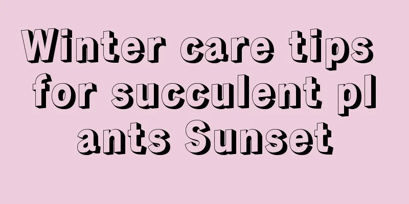 Winter care tips for succulent plants Sunset