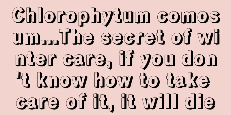 Chlorophytum comosum...The secret of winter care, if you don't know how to take care of it, it will die