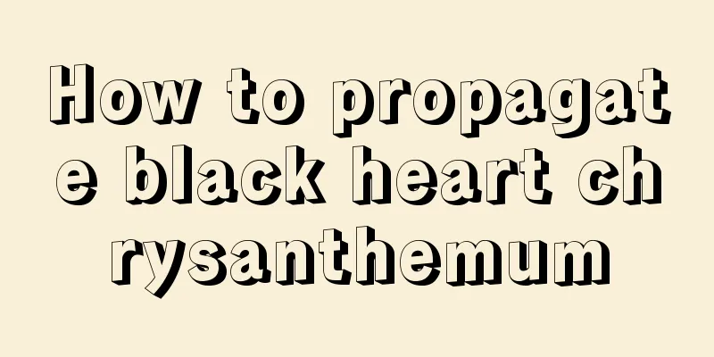 How to propagate black heart chrysanthemum