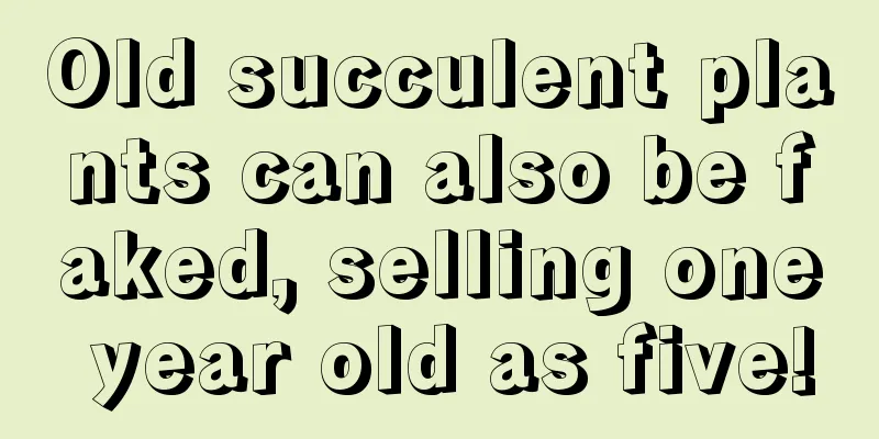 Old succulent plants can also be faked, selling one year old as five!